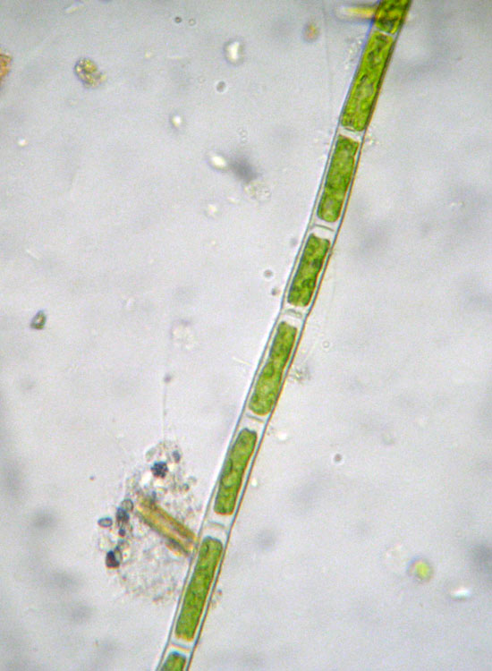 Microscopia salata